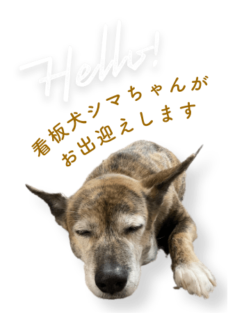 Hello!看板犬シマちゃんがお出迎えします